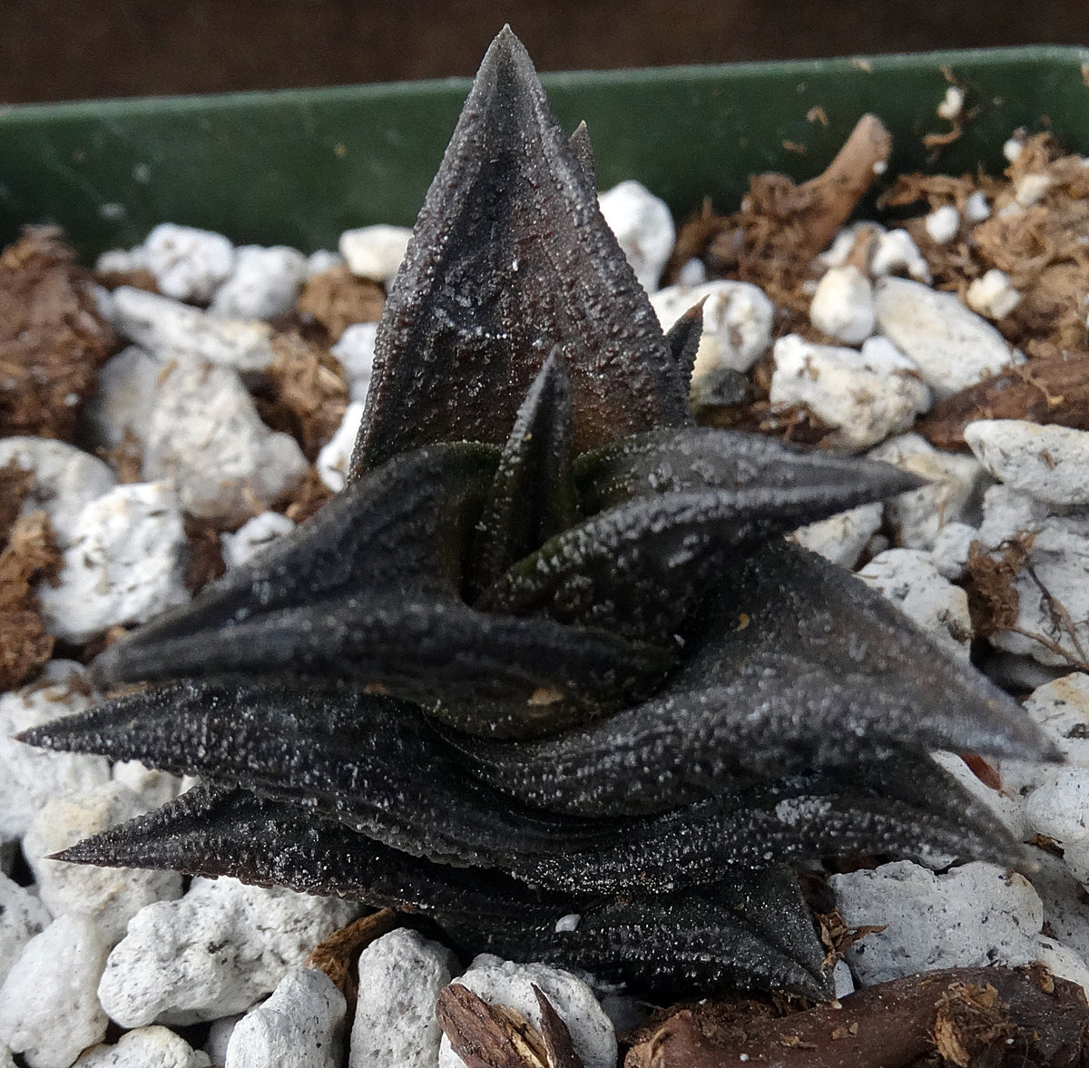 black dragon succulent Haworthia nigra *Black Leaves* – Kyle's Plants