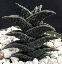 Load image into Gallery viewer, Haworthia nigra *Black Leaves*