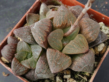 Load image into Gallery viewer, Haworthia pygmaea