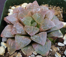 Load image into Gallery viewer, Haworthia pygmaea