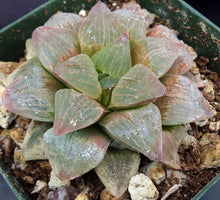 Load image into Gallery viewer, Haworthia pygmaea
