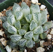 Load image into Gallery viewer, Haworthia cooperi v. pilifera 'Silver Swirl' Variegated