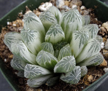 Load image into Gallery viewer, Haworthia cooperi v. pilifera 'Silver Swirl' Variegated