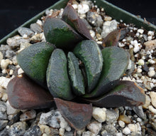 Load image into Gallery viewer, Haworthia truncata x maughanii