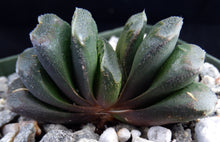 Load image into Gallery viewer, Haworthia truncata x maughanii