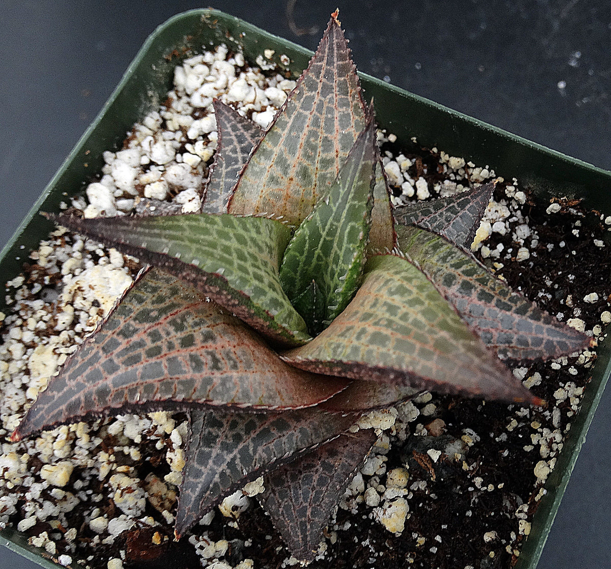 venosa succulent Haworthia tessellata – Kyle's Plants