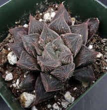 Load image into Gallery viewer, Haworthia venusta 'Hakugin Emaki' *Hairy Haworthia*