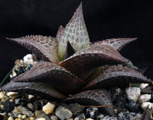 Load image into Gallery viewer, Haworthia tessellata