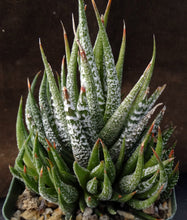 Load image into Gallery viewer, Haworthia fasciata 'Wet Paint'
