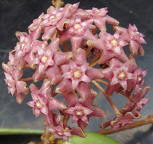 Load image into Gallery viewer, Hoya sp. Miari Jaya 58 GPS 10071