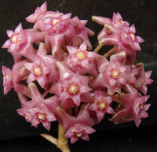 Load image into Gallery viewer, Hoya sp. Miari Jaya 58 GPS 10071