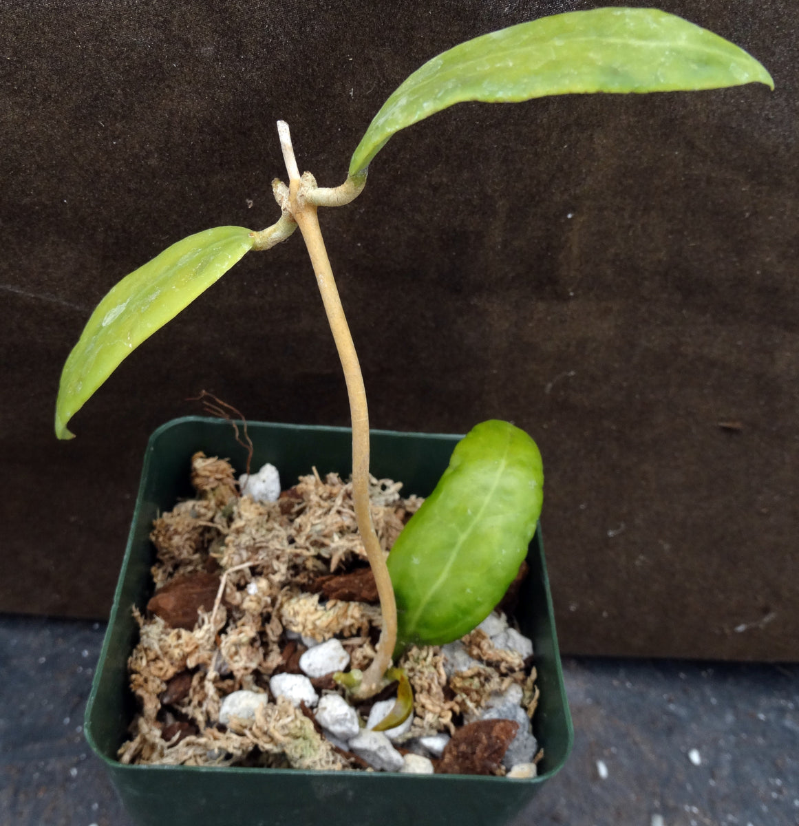 Hoya Miari orders Jaya 58 in a 4 inch pot / RARE / Exact Plant / Beautiful Flowers