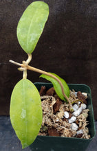 Load image into Gallery viewer, Hoya sp. Miari Jaya 58 GPS 10071