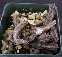 Load image into Gallery viewer, Huernia aspera