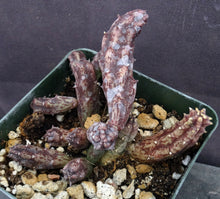 Load image into Gallery viewer, Huernia aspera