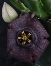 Load image into Gallery viewer, Orbea x 'Berlinensis' *Black Flowers*