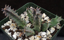 Load image into Gallery viewer, Huernia quinta v. blyderiverensis