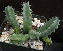 Load image into Gallery viewer, Huernia quinta v. blyderiverensis