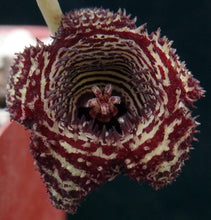 Load image into Gallery viewer, Huernia stapelioides