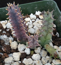 Load image into Gallery viewer, Huernia stapelioides
