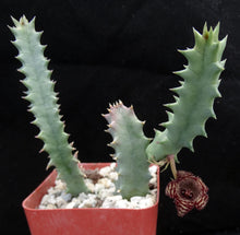 Load image into Gallery viewer, Huernia stapelioides