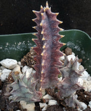 Load image into Gallery viewer, Huernia stapelioides