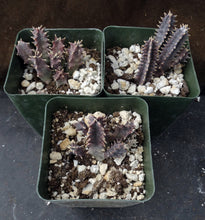 Load image into Gallery viewer, Huernia stapelioides