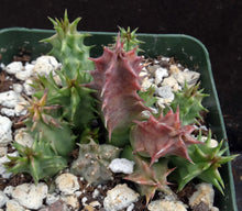 Load image into Gallery viewer, Huernia macrocarpa *Blood Red Flowers*