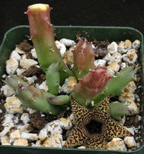 Load image into Gallery viewer, Huernia erinacea