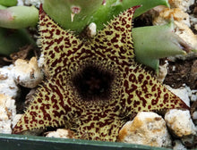 Load image into Gallery viewer, Huernia erinacea