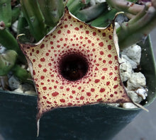 Load image into Gallery viewer, Huernia hislopii