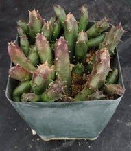 Load image into Gallery viewer, Huernia erinacea