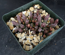 Load image into Gallery viewer, Huernia hislopii