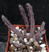 Load image into Gallery viewer, Huernia hislopii