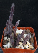 Load image into Gallery viewer, Huernia hislopii