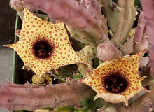 Load image into Gallery viewer, Huernia hislopii
