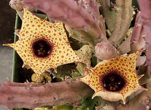 Load image into Gallery viewer, Huernia hislopii