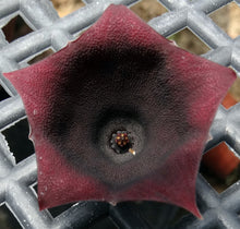 Load image into Gallery viewer, Huernia aspera