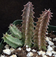 Load image into Gallery viewer, Huernia mccoyi