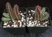 Load image into Gallery viewer, Huernia mccoyi
