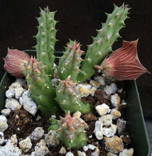 Load image into Gallery viewer, Huernia keniensis v. nairobiensis