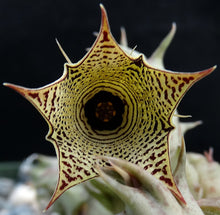 Load image into Gallery viewer, Huernia sudanensis *Maze like flowers*