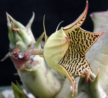 Load image into Gallery viewer, Huernia sudanensis *Maze like flowers*