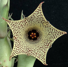 Load image into Gallery viewer, Huernia sudanensis *Maze like flowers*
