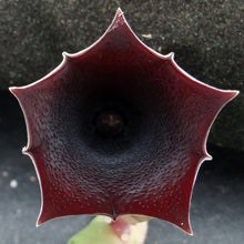 Load image into Gallery viewer, Huernia pendula