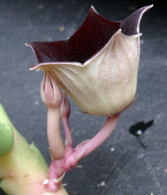 Load image into Gallery viewer, Huernia pendula