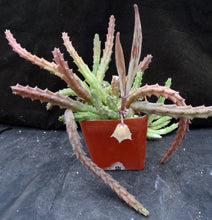 Load image into Gallery viewer, Huernia pendula