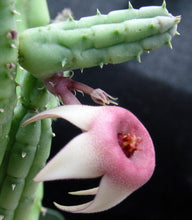 Load image into Gallery viewer, Huernia procumbens *Stapeliad w/ shooting star flowers*