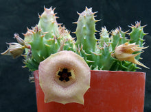 Load image into Gallery viewer, Huernia rosea (Lavranos 11269)