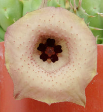 Load image into Gallery viewer, Huernia rosea (Lavranos 11269)